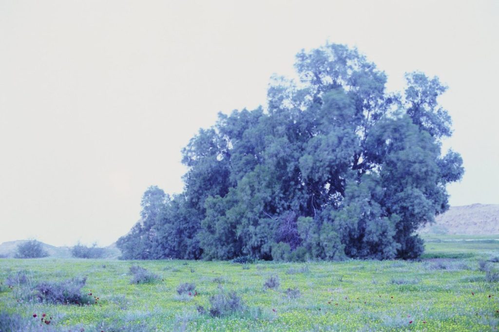 Rafael Y. Herman Pushes our Perspective on the Natural&nbsp;World